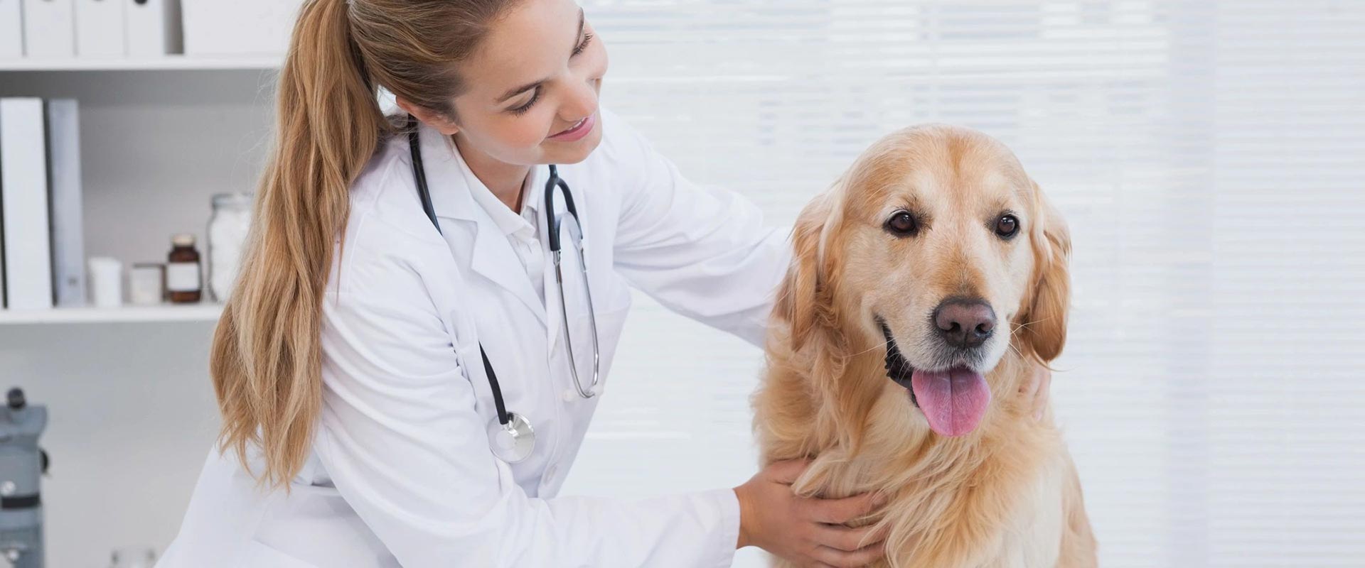vet_1920x800